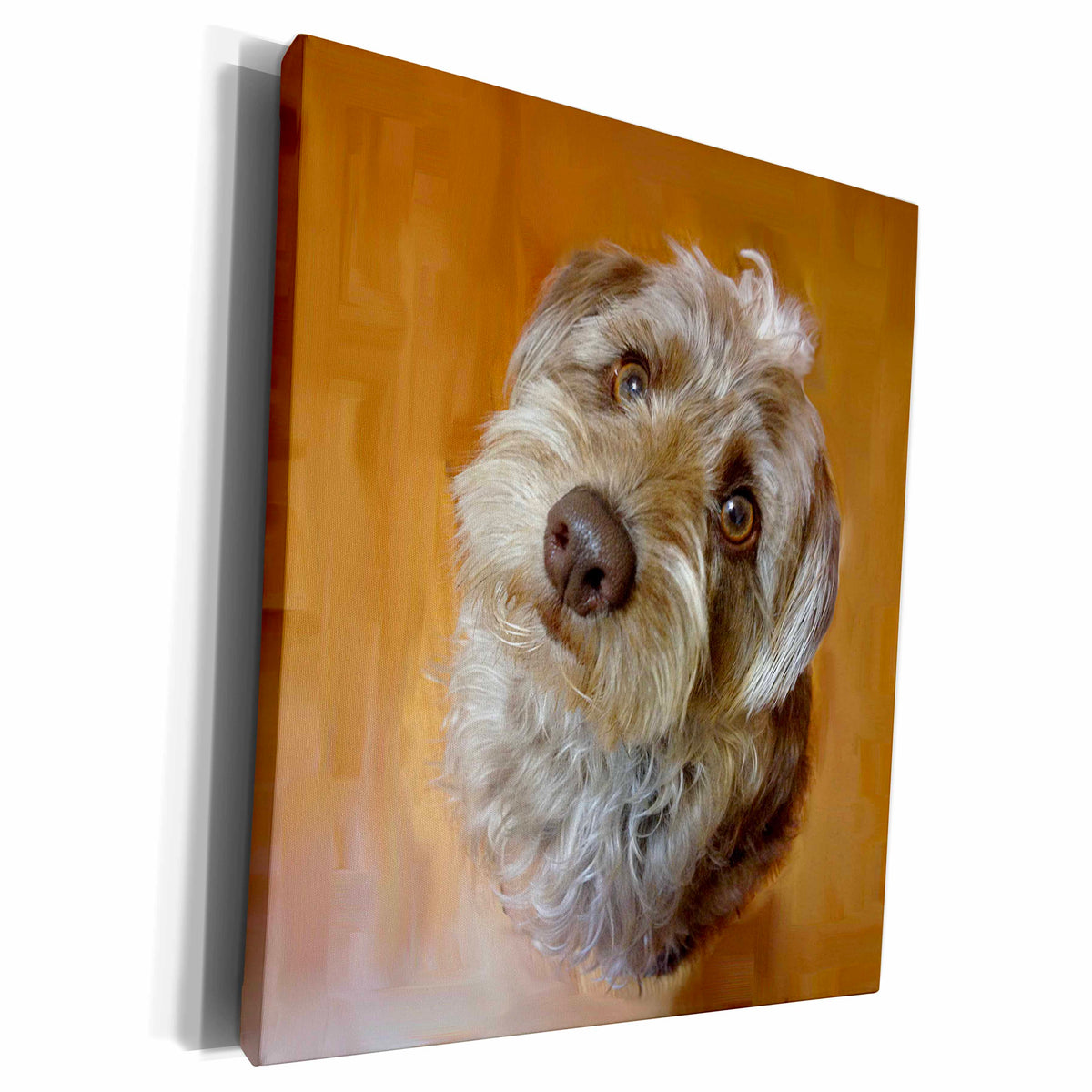 3dRose Dog - schnoodle portrait - Museum Grade Canvas Wrap (cw_153161)