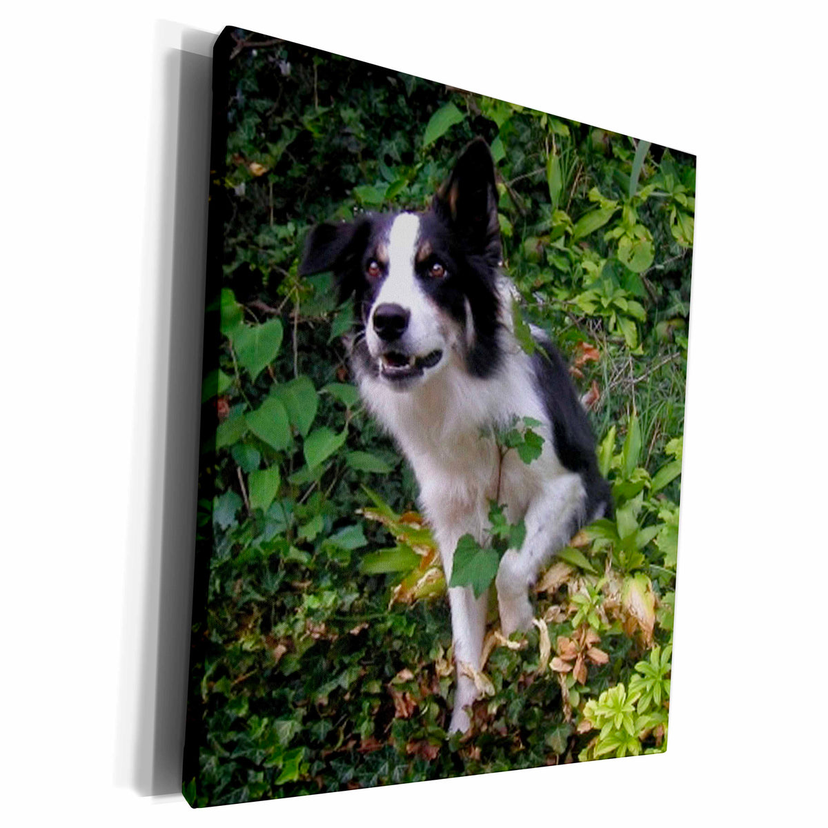 3dRose Roni Chastain Animals - border collie 2 - Museum Grade Canvas Wrap (cw_154680)