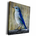 3dRose Visual Edges Nature - Close up a a mountain bluebird - Museum Grade Canvas Wrap (cw_154803)
