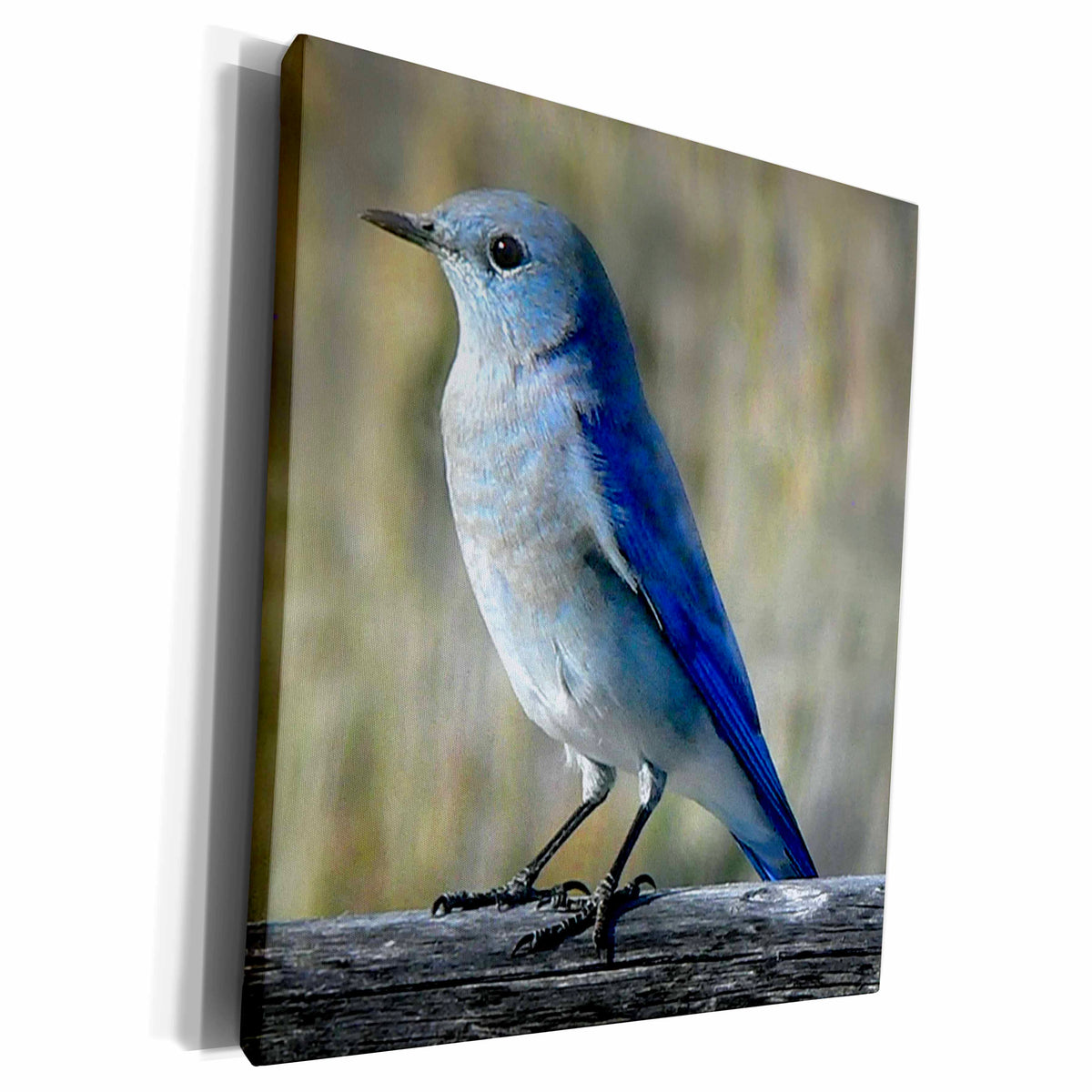 3dRose Visual Edges Nature - Close up a a mountain bluebird - Museum Grade Canvas Wrap (cw_154803)