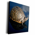 3dRose florida box turtle against dark background - Museum Grade Canvas Wrap (cw_156155)