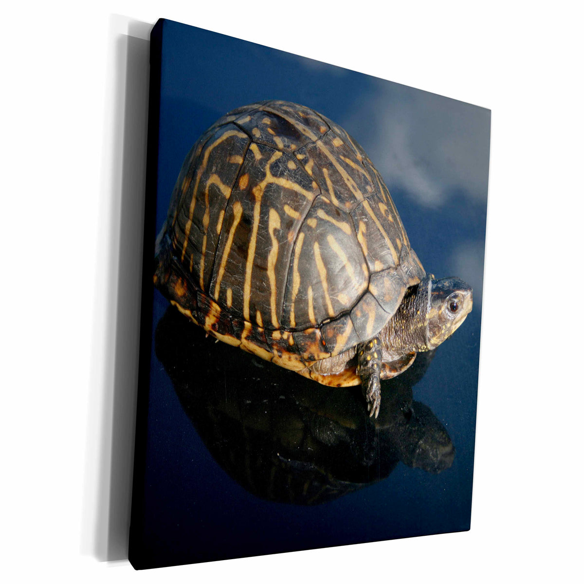3dRose florida box turtle against dark background - Museum Grade Canvas Wrap (cw_156155)
