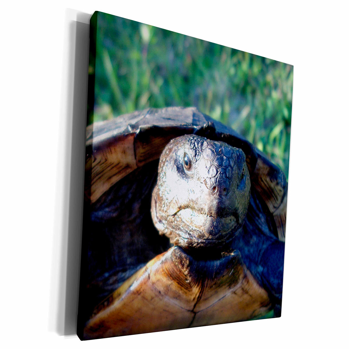 3dRose gopher tortoise closeup head - Museum Grade Canvas Wrap (cw_156158)