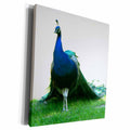 3dRose Blue peacock just grass clear sky - Museum Grade Canvas Wrap (cw_156201)