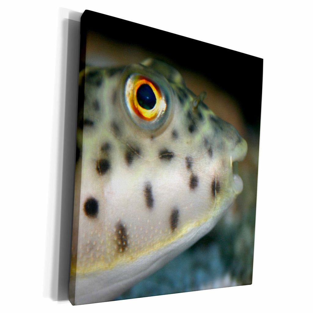 3dRose puffer fish facing right yellow eye - Museum Grade Canvas Wrap (cw_156270)