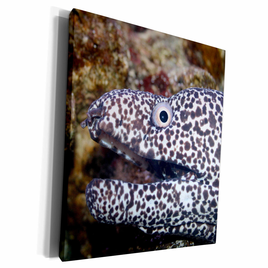 3dRose spotted eel right side - Museum Grade Canvas Wrap (cw_156274)