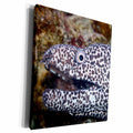 3dRose spotted eel right side - Museum Grade Canvas Wrap (cw_156274)