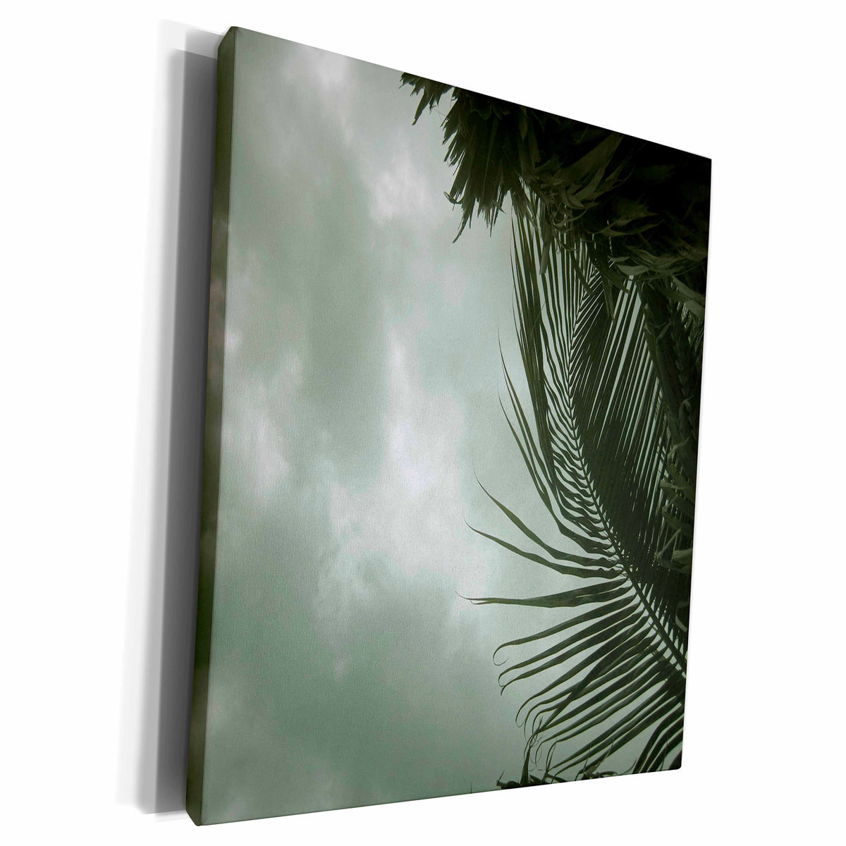 3dRose Green palm trees and gray cloudy sky - Museum Grade Canvas Wrap (cw_157882)