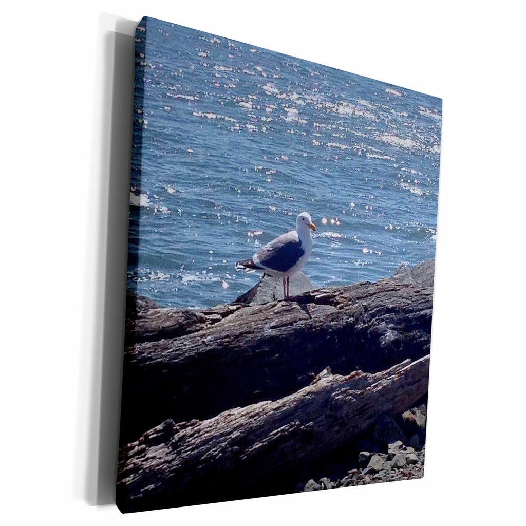 3dRose Edmond Hogge Jr - Northern Oregon Coast Seagull - Museum Grade Canvas Wrap (cw_158134)