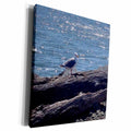 3dRose Edmond Hogge Jr - Northern Oregon Coast Seagull - Museum Grade Canvas Wrap (cw_158134)