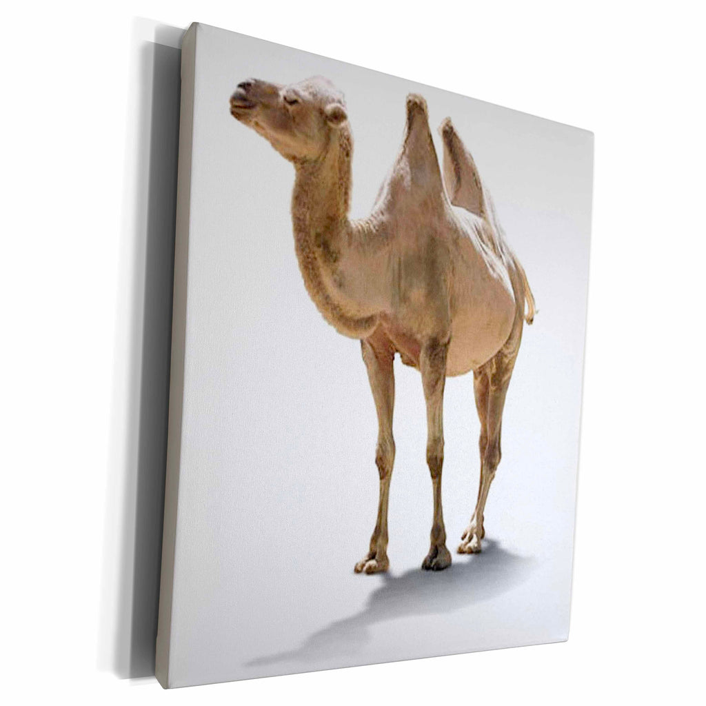 3dRose Edmond Hogge Jr - Camel - Museum Grade Canvas Wrap (cw_158162)