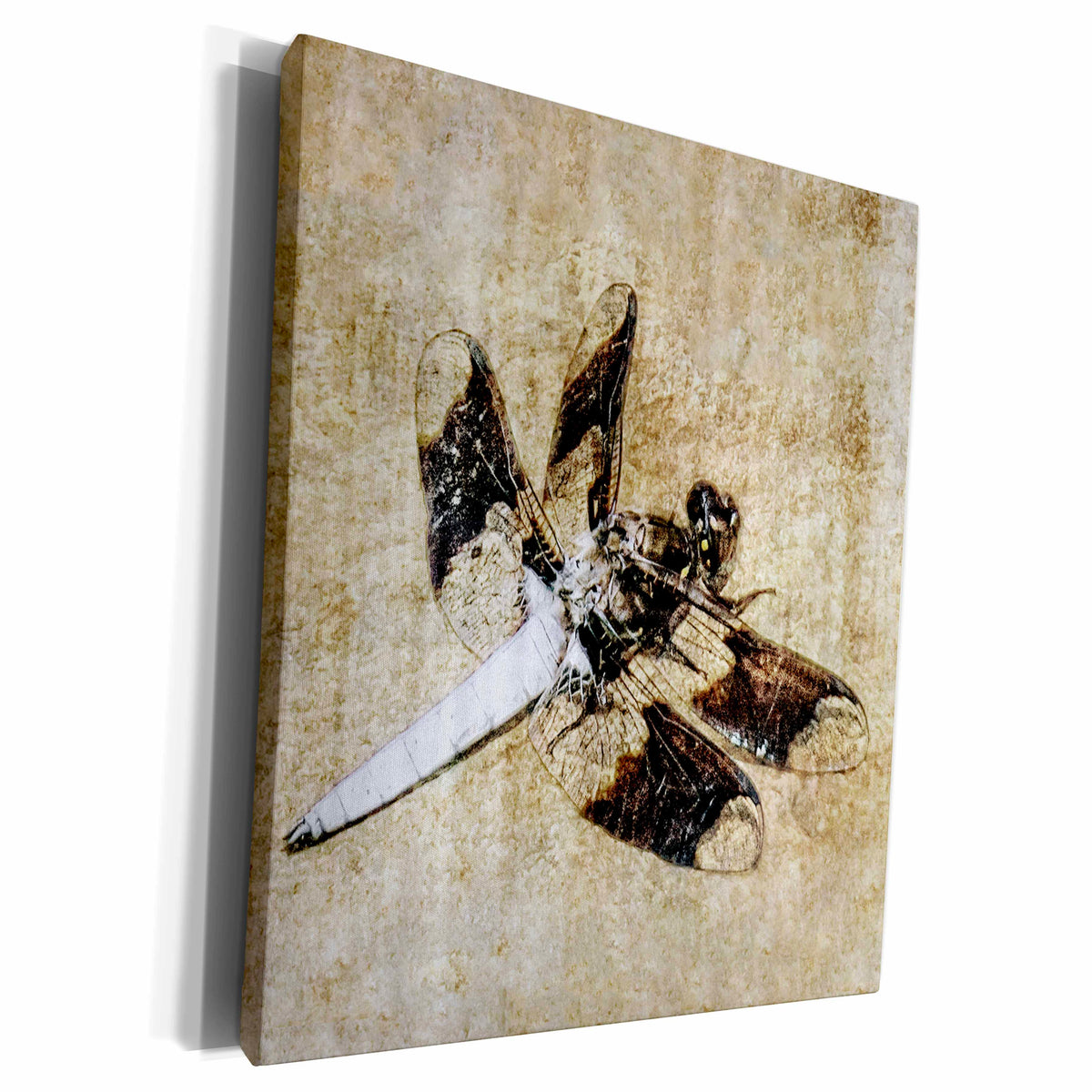 3dRose Boehm Graphics Animal - Dragonfly - Museum Grade Canvas Wrap (cw_160122)