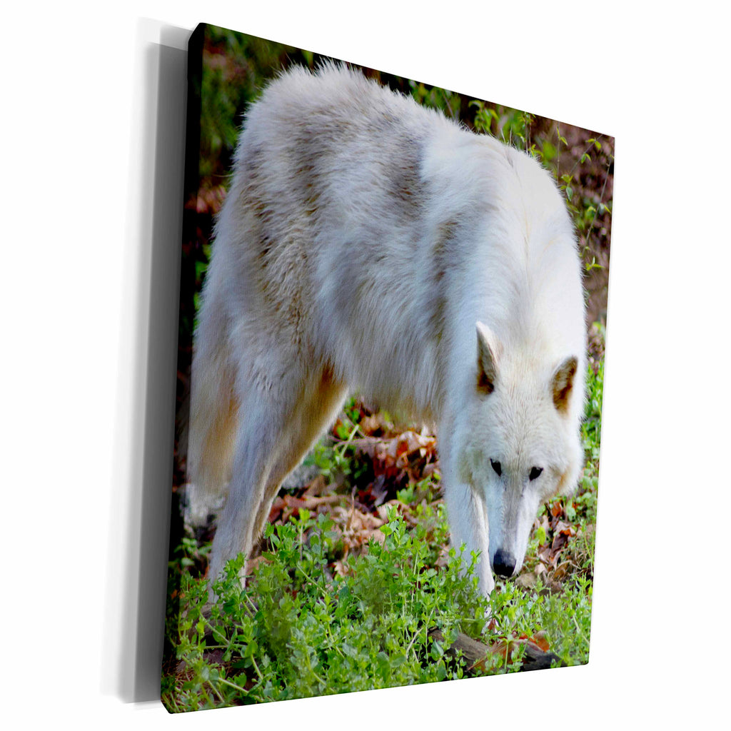 3dRose A white colored female gray wolf - Museum Grade Canvas Wrap (cw_161014)