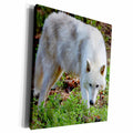 3dRose A white colored female gray wolf - Museum Grade Canvas Wrap (cw_161014)