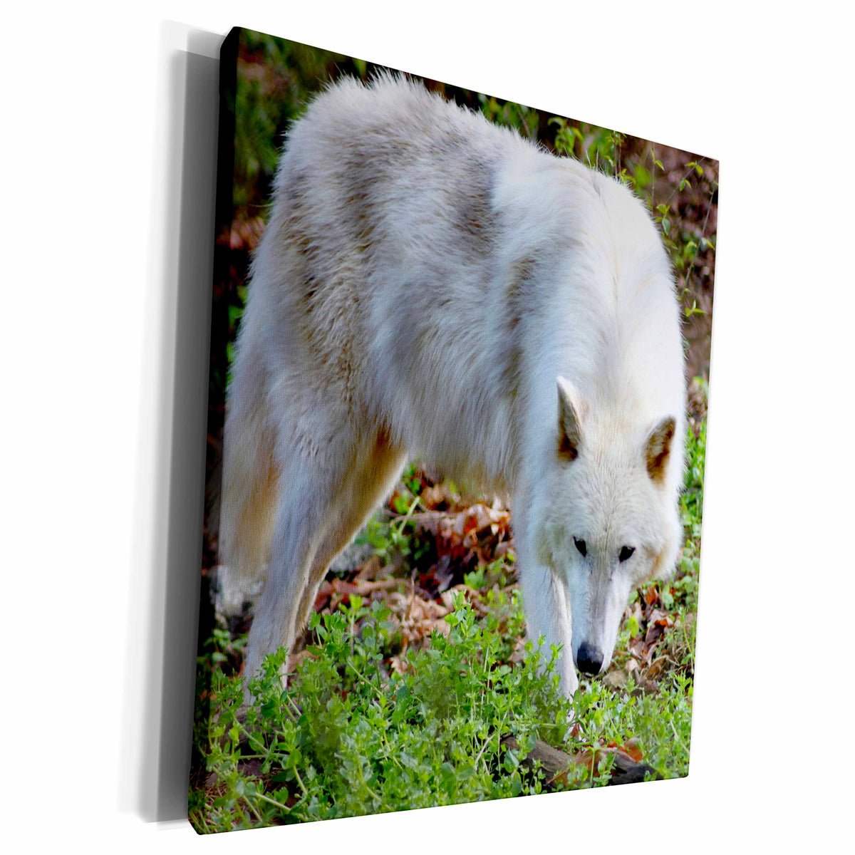 3dRose A white colored female gray wolf - Museum Grade Canvas Wrap (cw_161014)