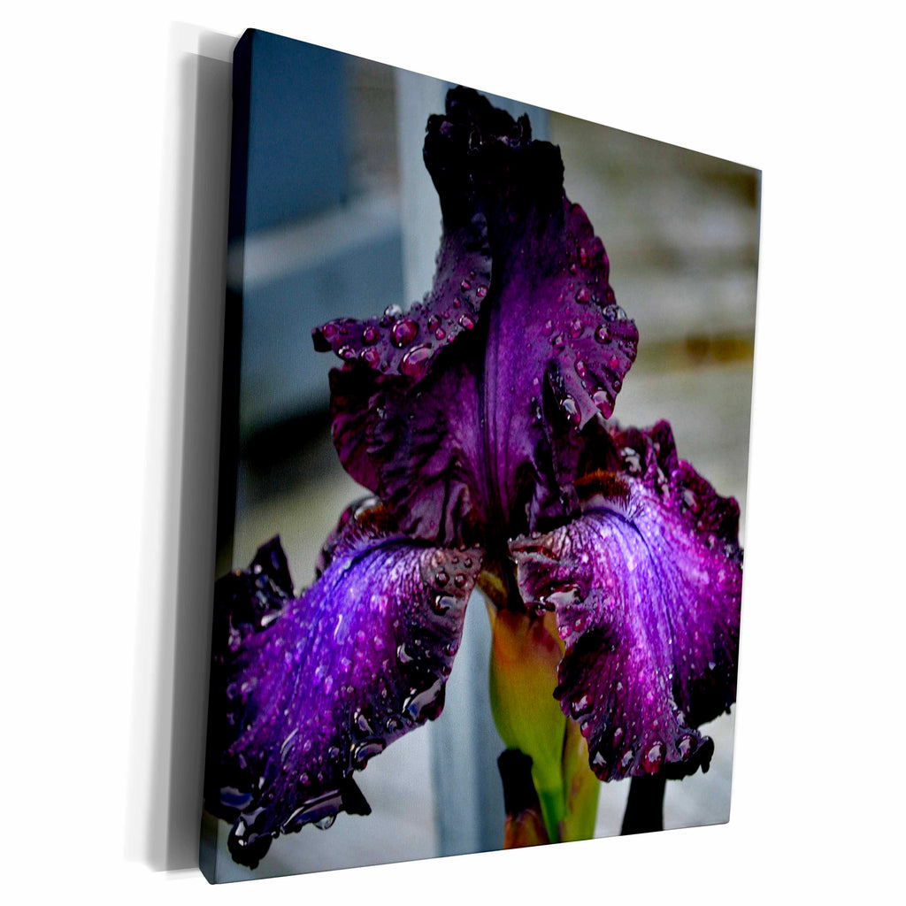 3dRose A deep purple iris with rain droplets on it - Museum Grade Canvas Wrap (cw_161056)