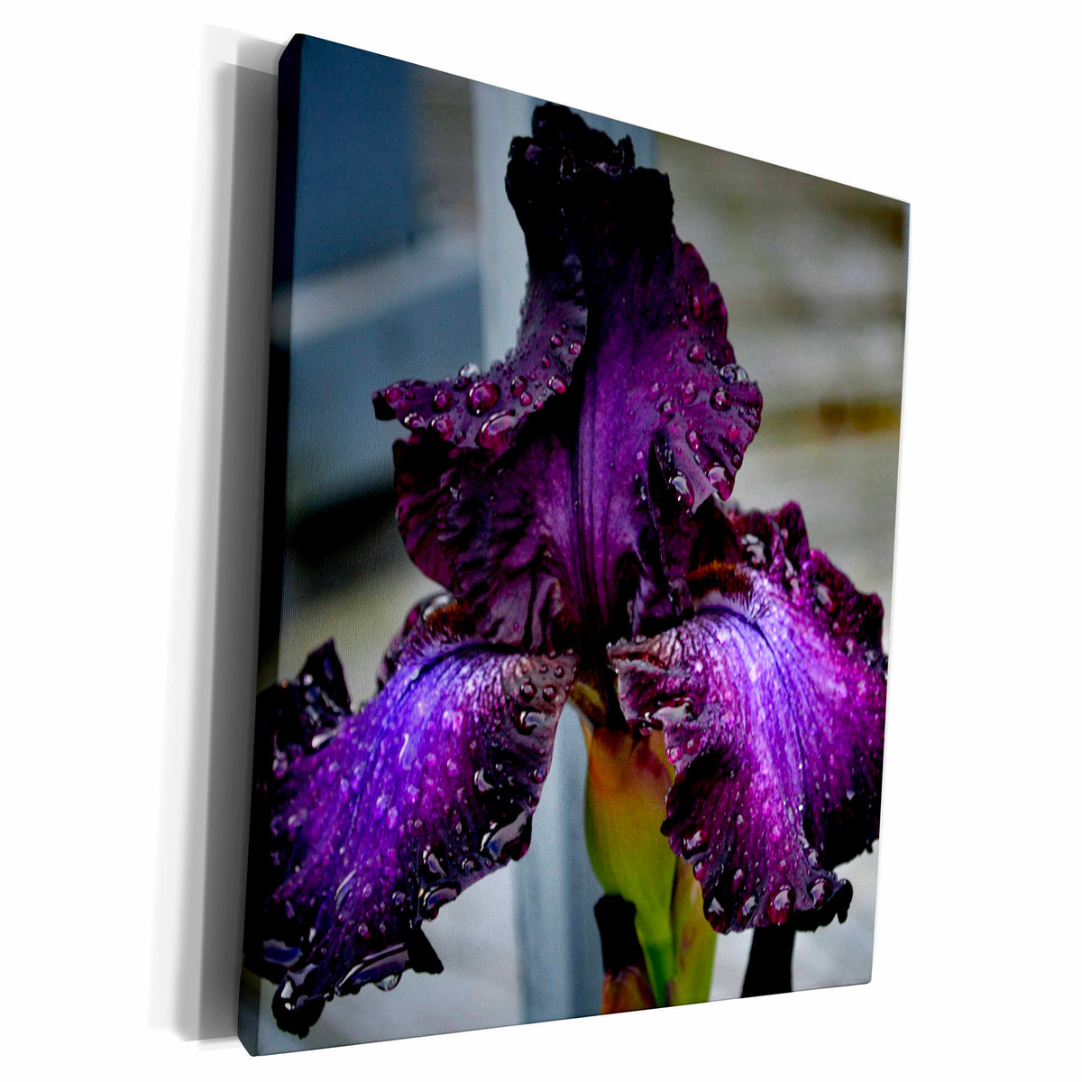 3dRose A deep purple iris with rain droplets on it - Museum Grade Canvas Wrap (cw_161056)