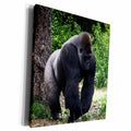 3dRose Silverback Male Gorilla walking head down - Museum Grade Canvas Wrap (cw_162229)