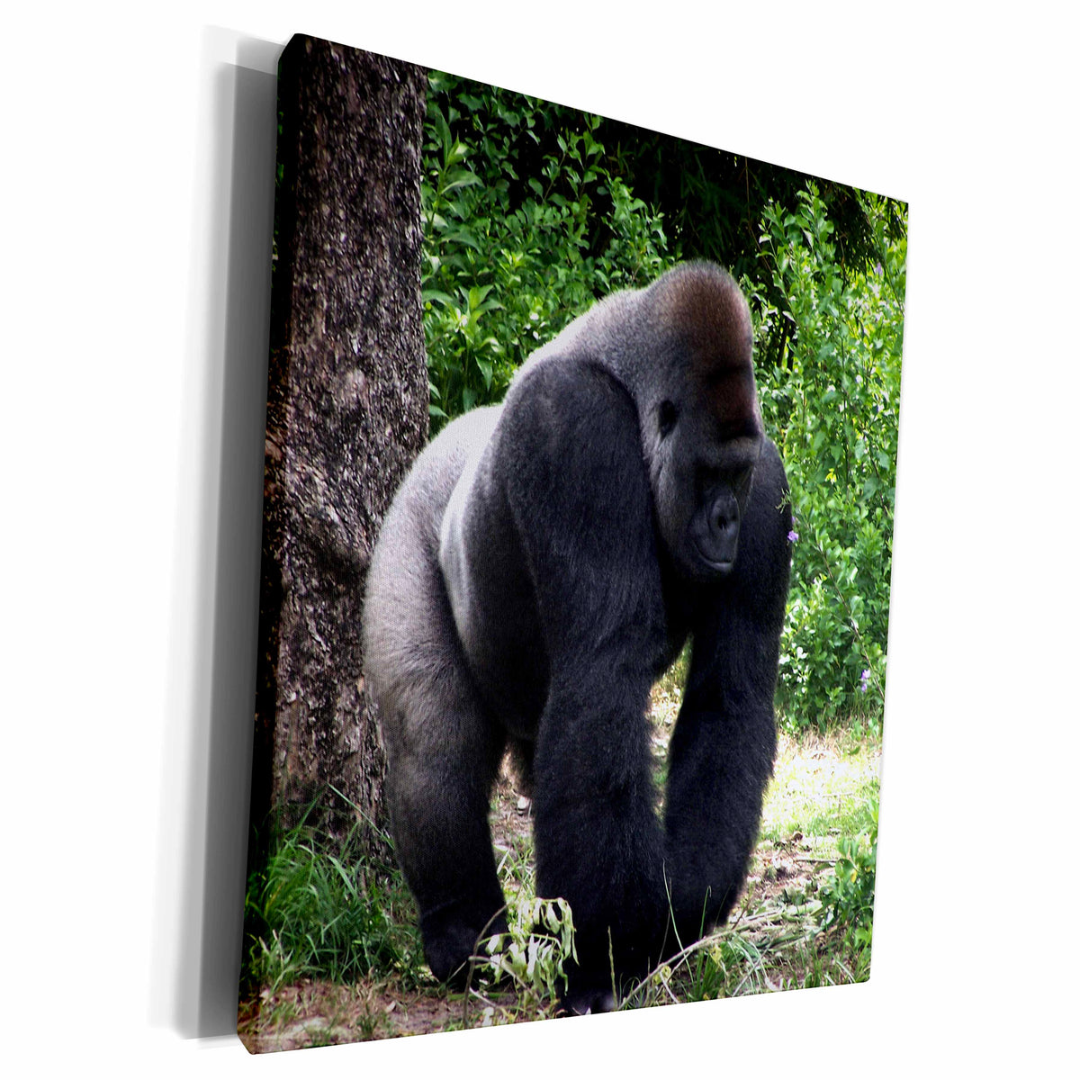 3dRose Silverback Male Gorilla walking head down - Museum Grade Canvas Wrap (cw_162229)