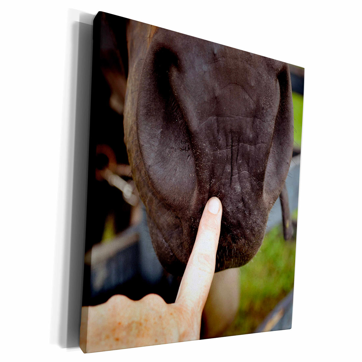 3dRose tag your it finger on muzzle horse - Museum Grade Canvas Wrap (cw_162238)