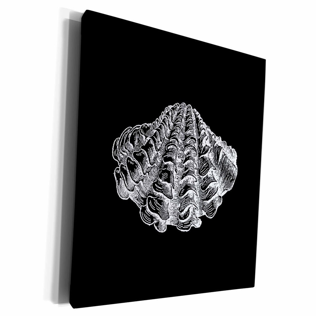 3dRose Black seashell etching print. Modern Sea shell clam... - Museum Grade Canvas Wrap (cw_164968)