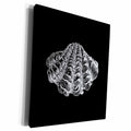 3dRose Black seashell etching print. Modern Sea shell clam... - Museum Grade Canvas Wrap (cw_164968)