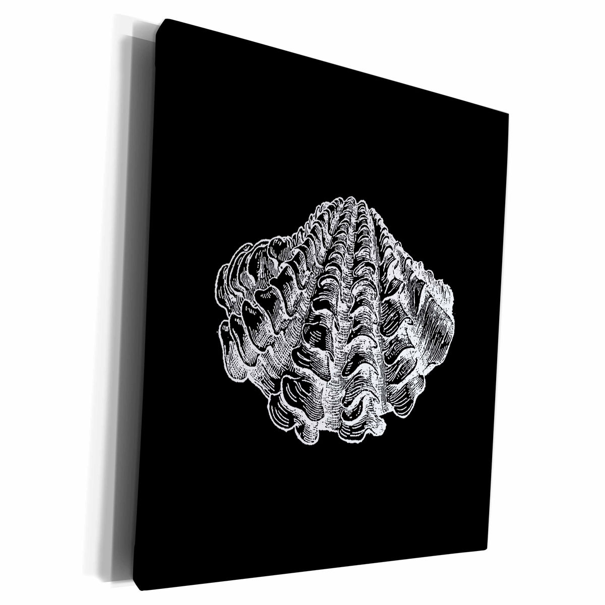 3dRose Black seashell etching print. Modern Sea shell clam... - Museum Grade Canvas Wrap (cw_164968)