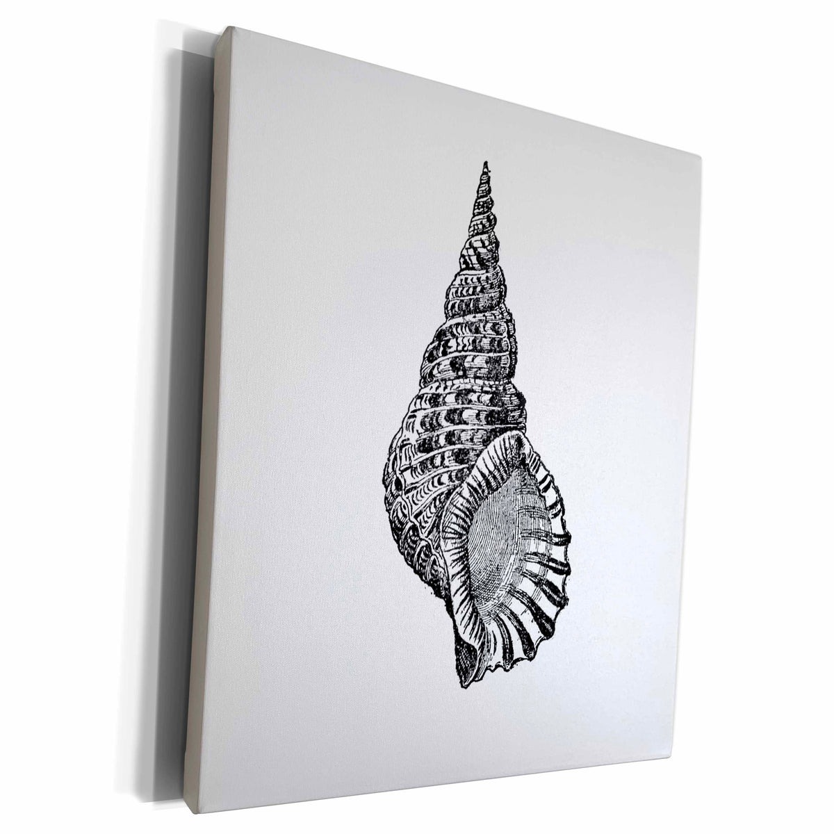 3dRose Conical seashell. Black and white beach sea shell... - Museum Grade Canvas Wrap (cw_164979)