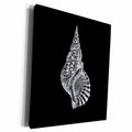 3dRose Black Conical seashell print white beach sea shell... - Museum Grade Canvas Wrap (cw_164980)