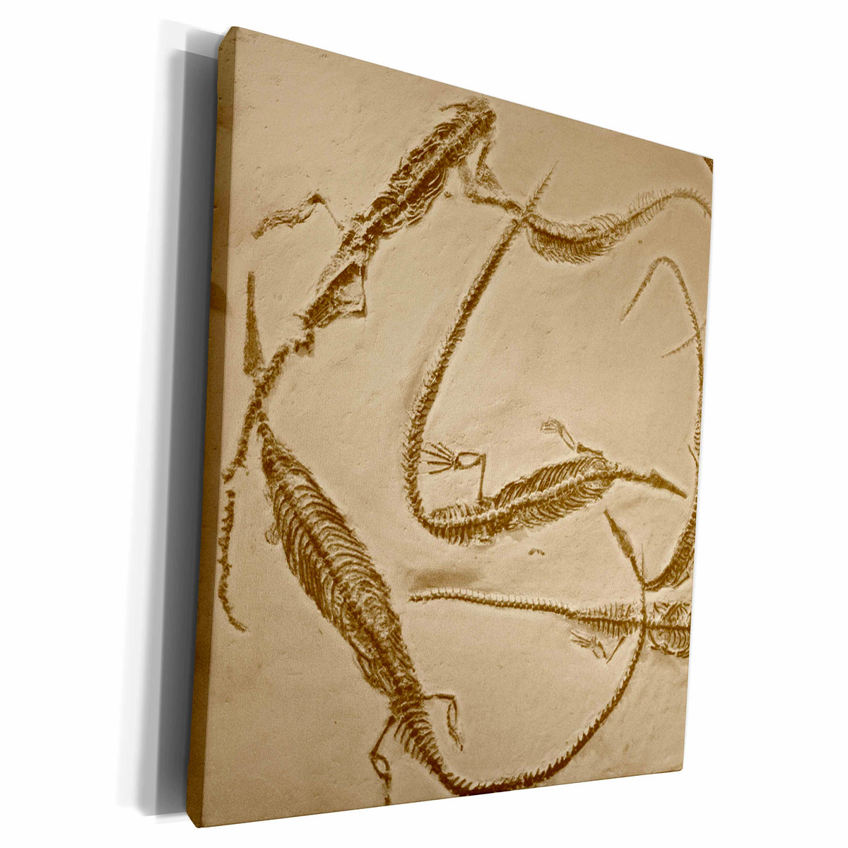 3dRose Phillonys komera from the Devonic MOrrocco - Museum Grade Canvas Wrap (cw_16695)
