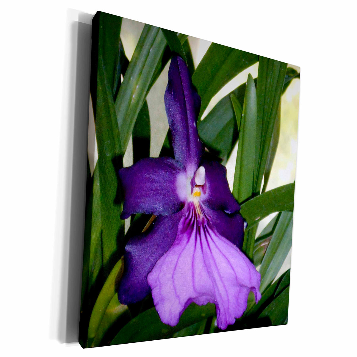 3dRose A rich deep purple Orchid Flower - Museum Grade Canvas Wrap (cw_172268)