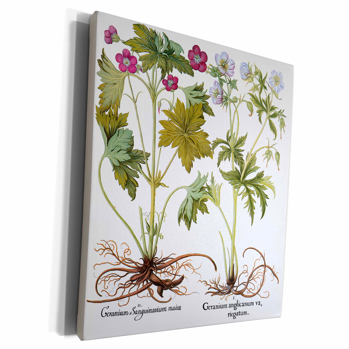 3dRose Mountain Geranium and Marsh Geranium in White and Red - Museum Grade Canvas Wrap (cw_173767)