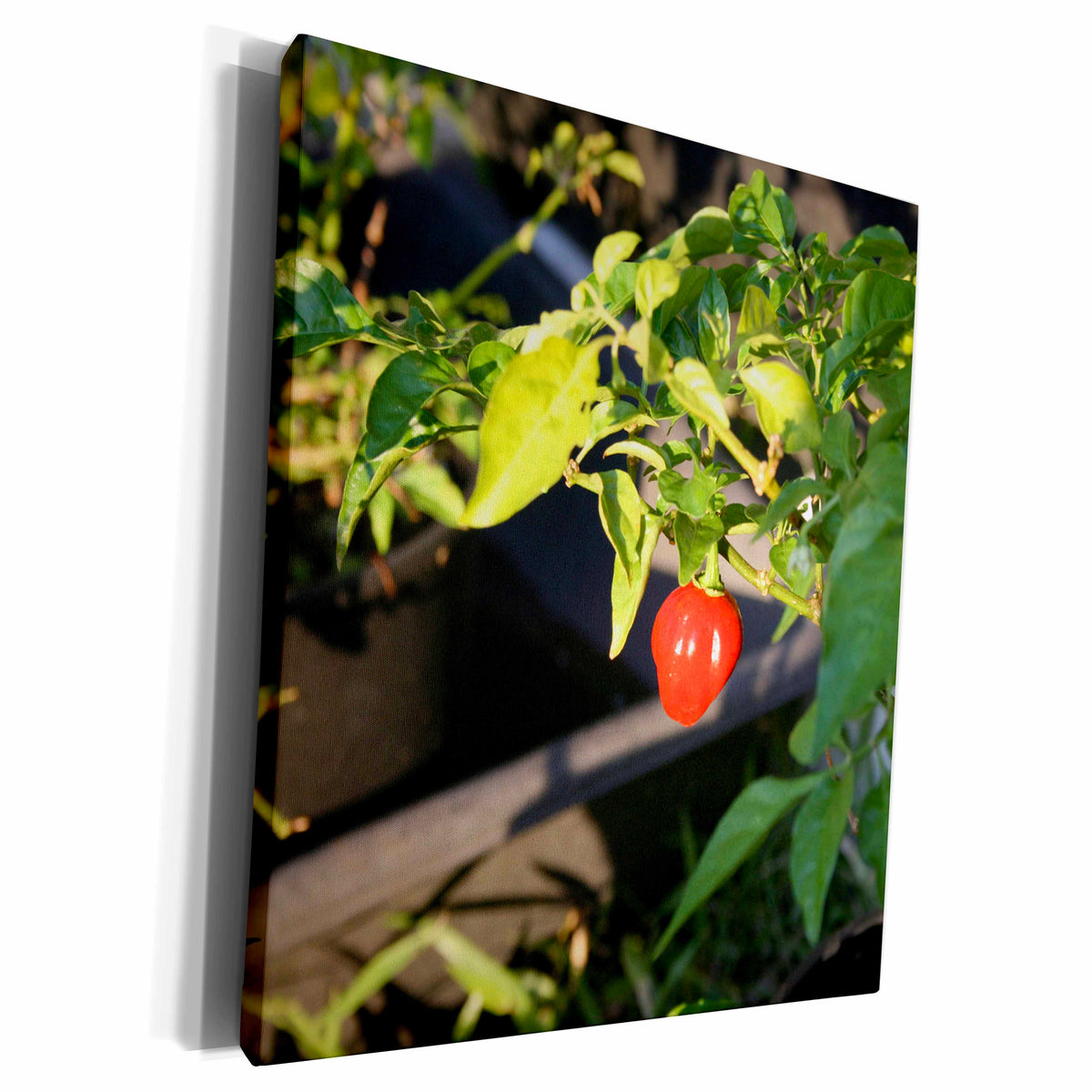 3dRose Hot pepper design - Museum Grade Canvas Wrap (cw_177541)