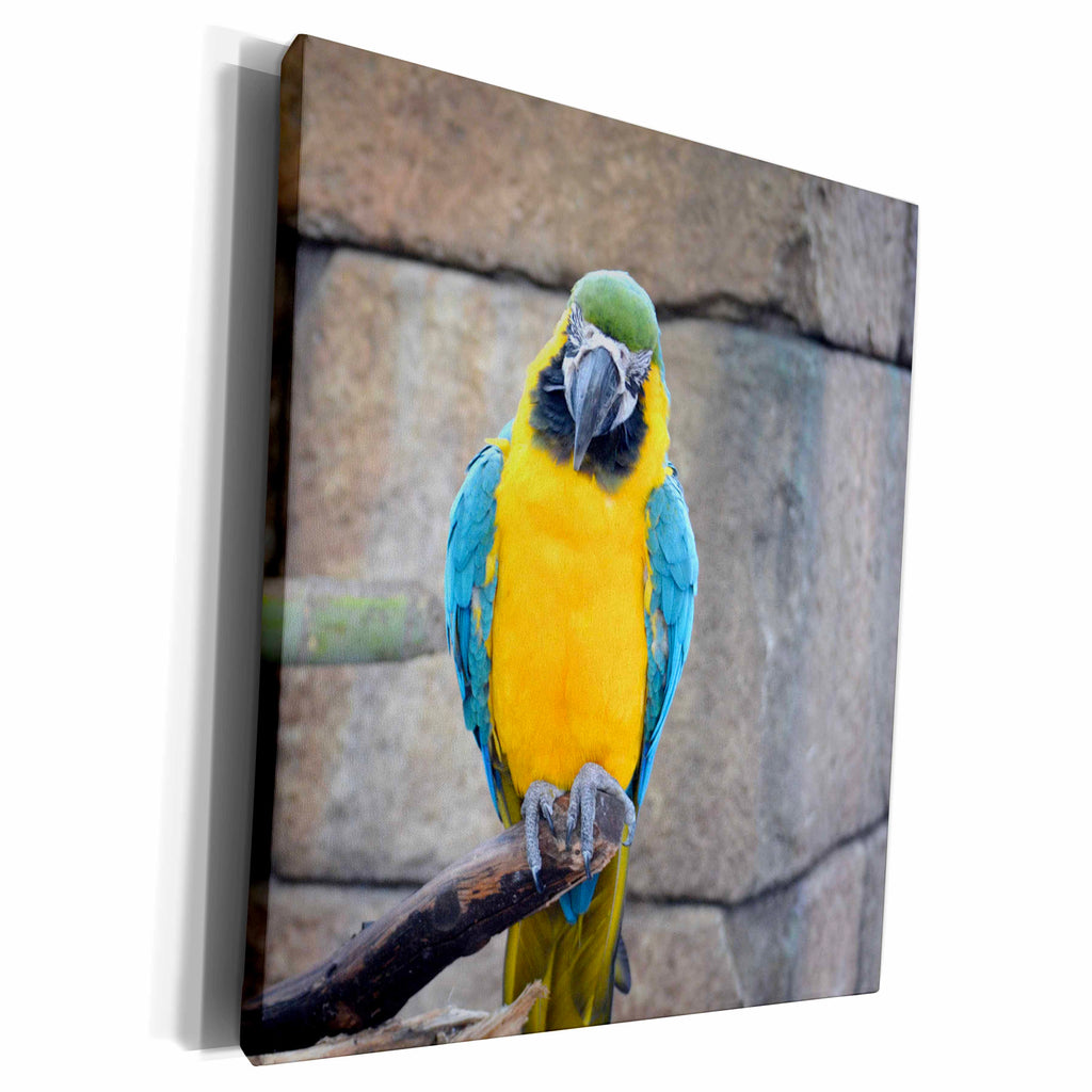 3dRose blue gold macaw on perch front view parrot - Museum Grade Canvas Wrap (cw_178425)
