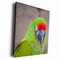 3dRose Green parrot red head bird image c - Museum Grade Canvas Wrap (cw_178461)