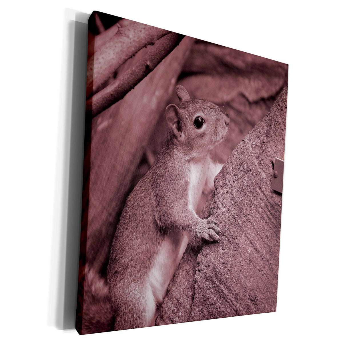 3dRose squirrel climbing tree reddish - Museum Grade Canvas Wrap (cw_178599)