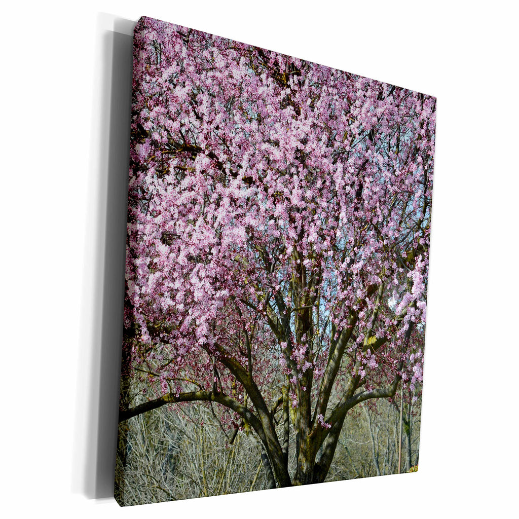 3dRose PS Photography - Cherry Blossom Tree - Museum Grade Canvas Wrap (cw_179116)