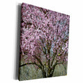 3dRose PS Photography - Cherry Blossom Tree - Museum Grade Canvas Wrap (cw_179116)