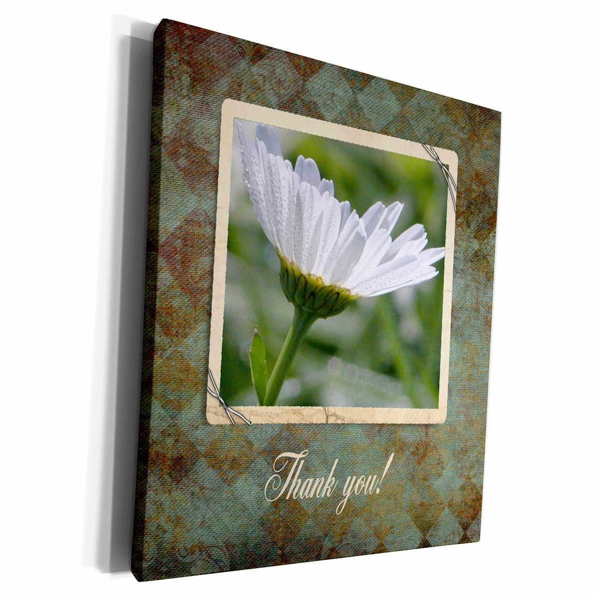 3dRose Ox Eyed Flower with Dew Drops on Rich Green... - Museum Grade Canvas Wrap (cw_179264)