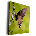 3dRose Eastern Black Swallowtail Butterfly Feeding on... - Museum Grade Canvas Wrap (cw_18024)