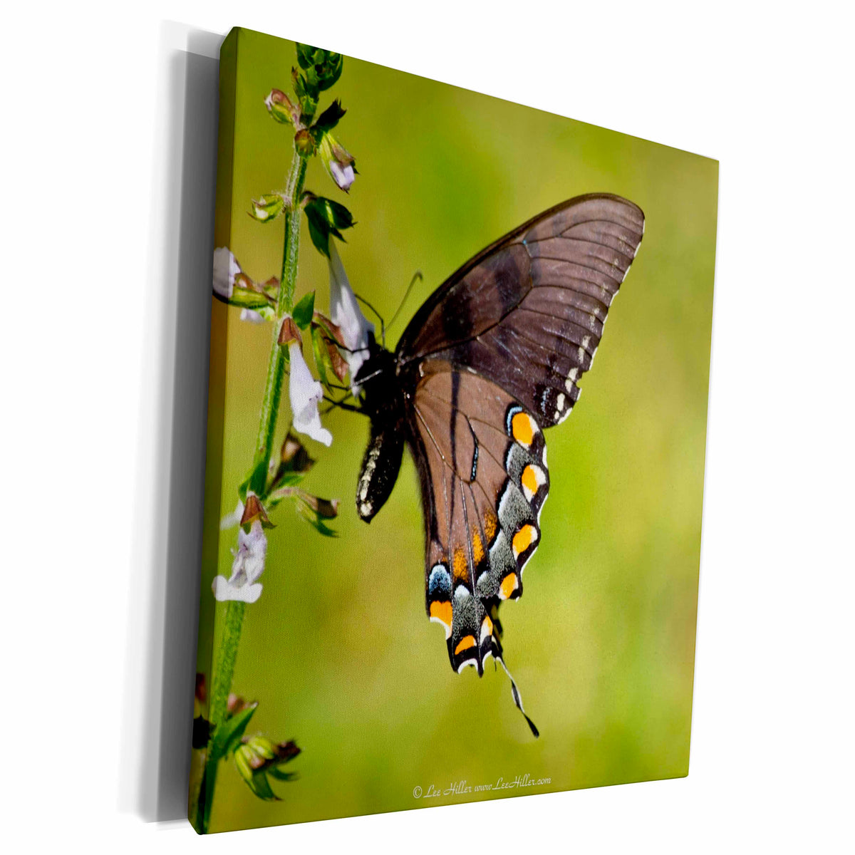3dRose Eastern Black Swallowtail Butterfly Feeding on... - Museum Grade Canvas Wrap (cw_18024)