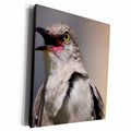 3dRose Birds Northern Mockingbird Singing - Museum Grade Canvas Wrap (cw_18029)