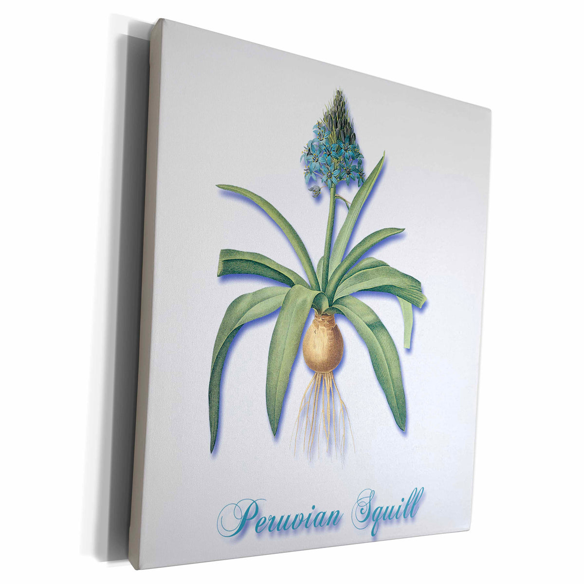 3dRose Dusty Blue Peruvian Squill Plant Botanical Print - Museum Grade Canvas Wrap (cw_181168)
