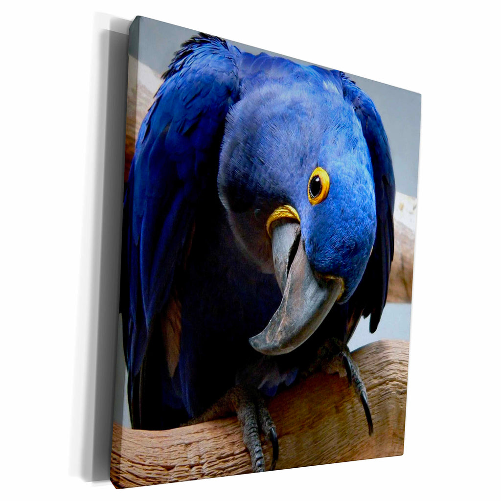 3dRose TNMGraphics Animals - Blue Parrot - Museum Grade Canvas Wrap (cw_18121)