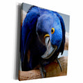 3dRose TNMGraphics Animals - Blue Parrot - Museum Grade Canvas Wrap (cw_18121)