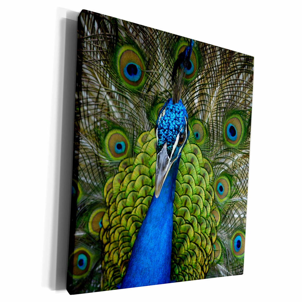 3dRose PS Animals - Peacock - Museum Grade Canvas Wrap (cw_181275)