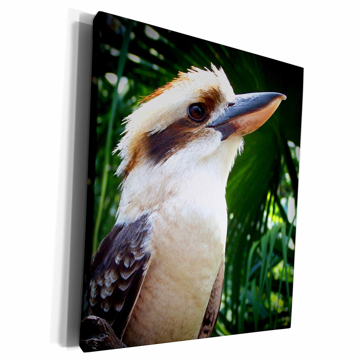 3dRose bird against green kookaburra - Museum Grade Canvas Wrap (cw_182067)