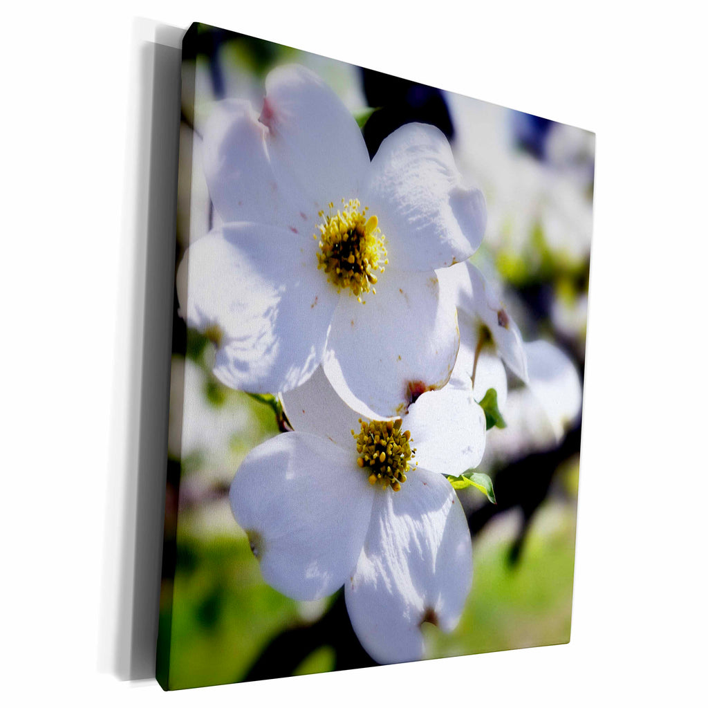 3dRose Cluster of Dogwood Blossoms with blur effect - Museum Grade Canvas Wrap (cw_182248)