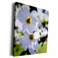 3dRose Cluster of Dogwood Blossoms with blur effect - Museum Grade Canvas Wrap (cw_182248)