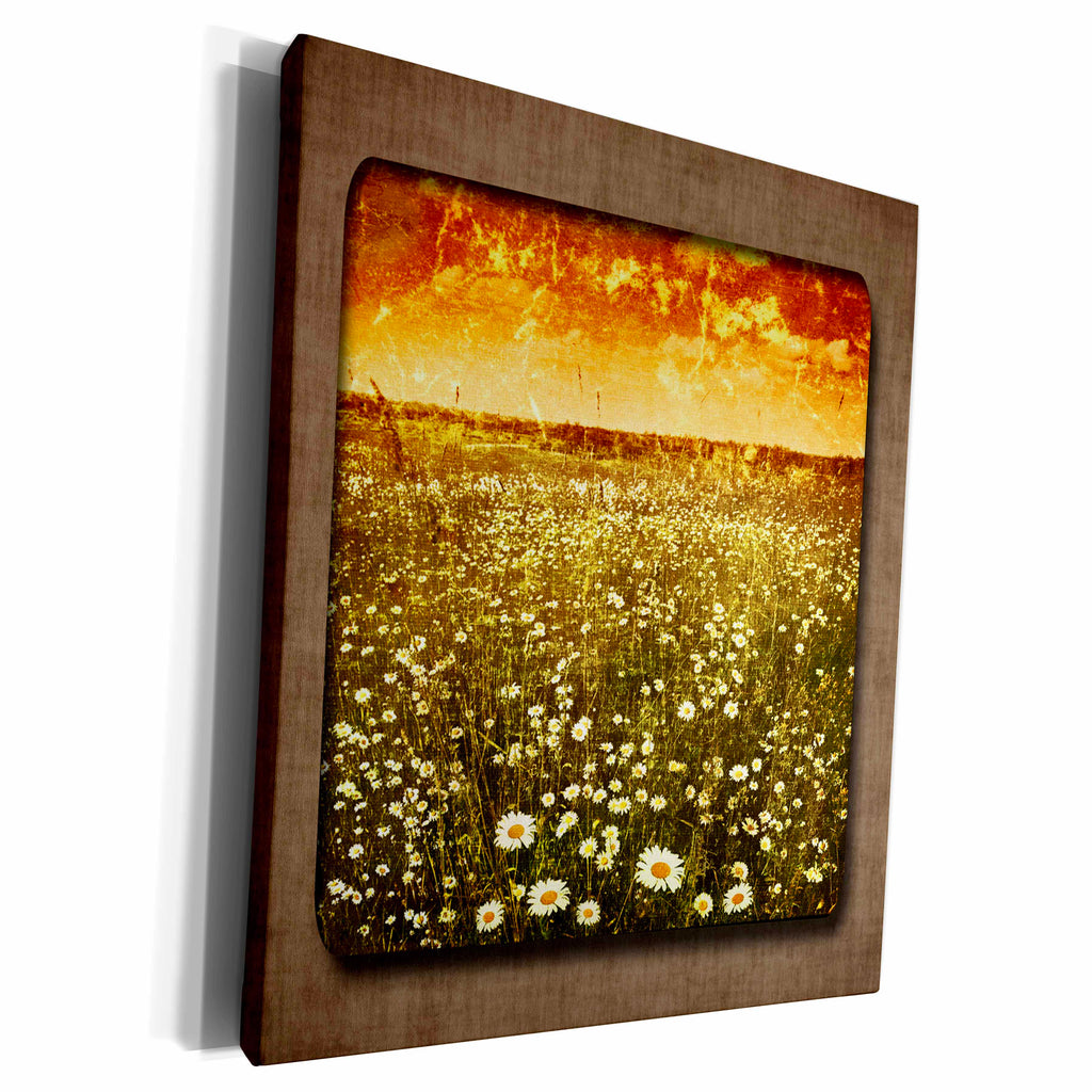 3dRose Daisy Fields at Sunset - Museum Grade Canvas Wrap (cw_182931)